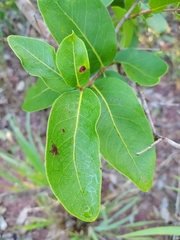 Psidium myrsinites