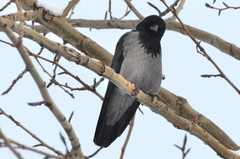 Corvus cornix