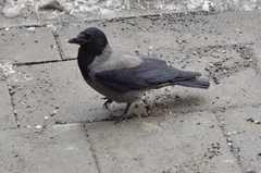Corvus cornix