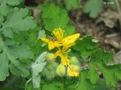 Chelidonium asiaticum