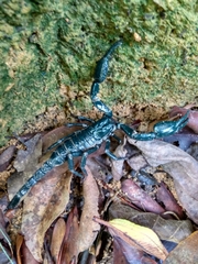 Heterometrus spinifer