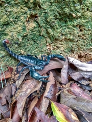 Heterometrus spinifer