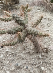 Opuntia aequatorialis