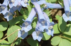 Corydalis caudata
