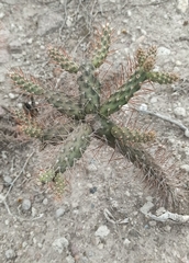 Opuntia aequatorialis