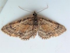 Eupithecia palpata