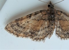 Eupithecia palpata