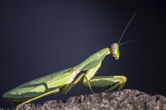 Rhombodera stalii