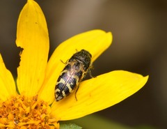 Acmaeodera mixta