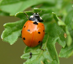 Coccinella septempunctata