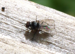 Anthomyia oculifera