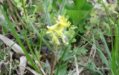 Corydalis heterocarpa