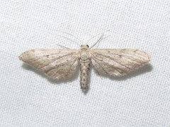 Euacidalia brownsvillea