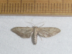 Euacidalia brownsvillea
