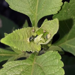 Diedrocephala variegata