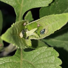 Diedrocephala variegata