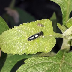 Diedrocephala variegata