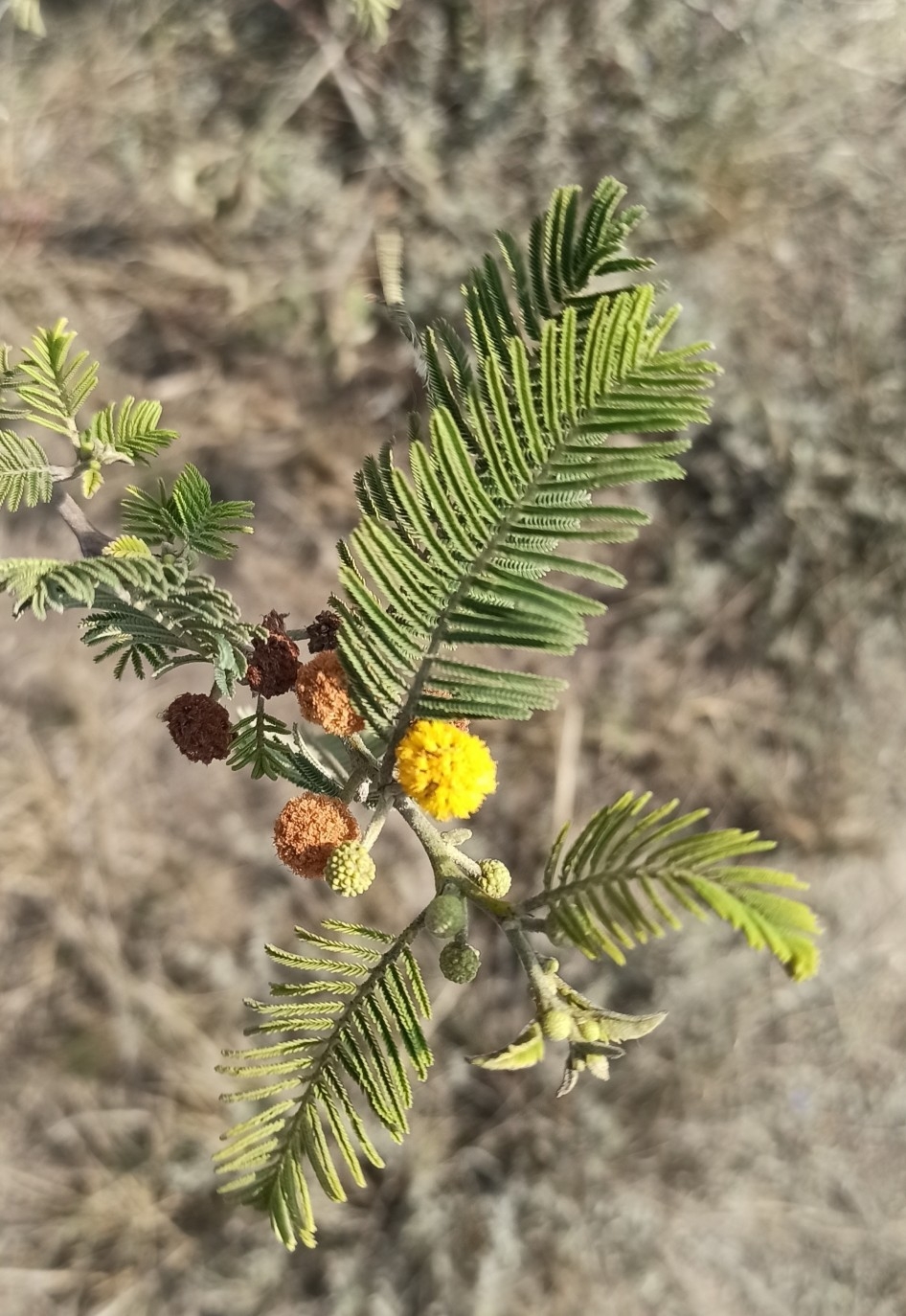 Vachellia macracantha