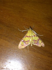 Stenochora lancinalis