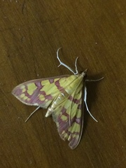 Stenochora lancinalis