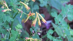 Corydalis pauciovulata