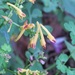 Corydalis pauciovulata - Photo (c) Alexander Ganse, some rights reserved (CC BY-NC), uploaded by Alexander Ganse