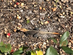 Agama picticauda image