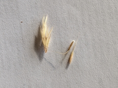 Rytidosperma nudiflorum