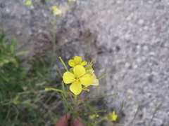 Diplotaxis harra crassifolia