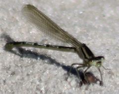 Enallagma durum