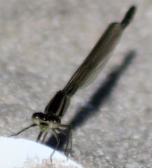 Enallagma durum