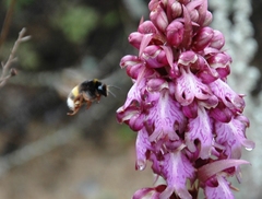 Bombus terrestris sassaricus