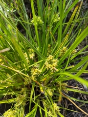 Carex flaviformis