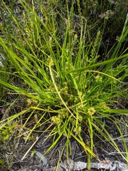Carex flaviformis