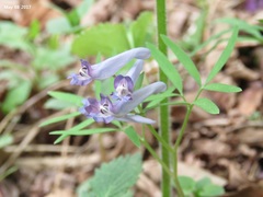 Corydalis turtschaninovii