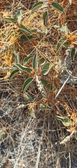 Cuscuta stenolepis