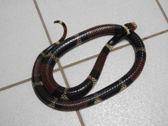 Micrurus surinamensis