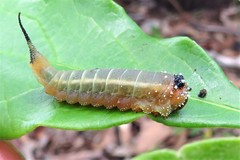 Lophyrotoma interrupta