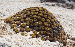 Hectorella caespitosa