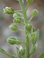 Alyssum alyssoides