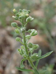 Alyssum alyssoides