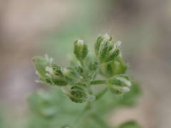 Alyssum alyssoides