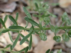 Alyssum alyssoides