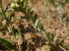 Alyssum montanum