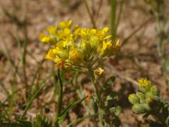 Alyssum montanum