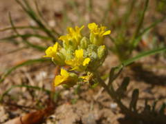 Alyssum montanum