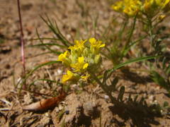 Alyssum montanum