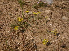 Alyssum montanum