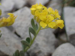 Alyssum flexicaule