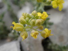 Alyssum flexicaule